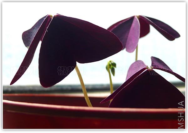 Oxalis Triangularis (Purple Shamrock)
