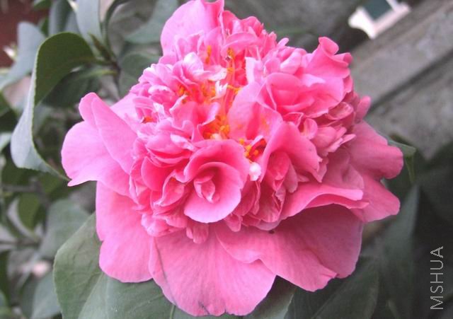 DSCF4905.jpg