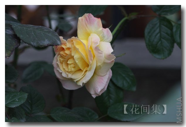 IMG_9527 ����.jpg