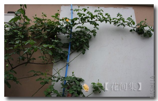 IMG_9557 ����.jpg