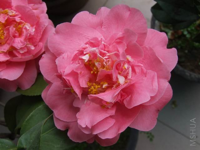DSCF9636.jpg
