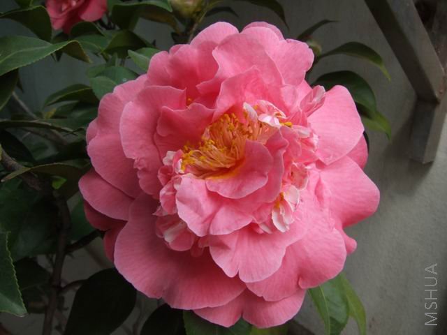 DSCF9482.jpg