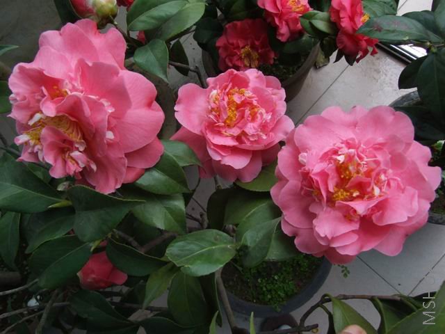 DSCF9640.jpg