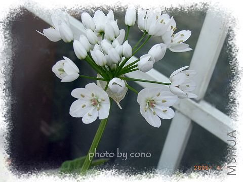 RIMG0038_nEO_IMG.jpg