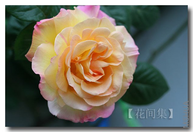 IMG_9613 ����.jpg