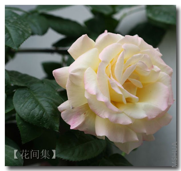 IMG_9493 ����.jpg