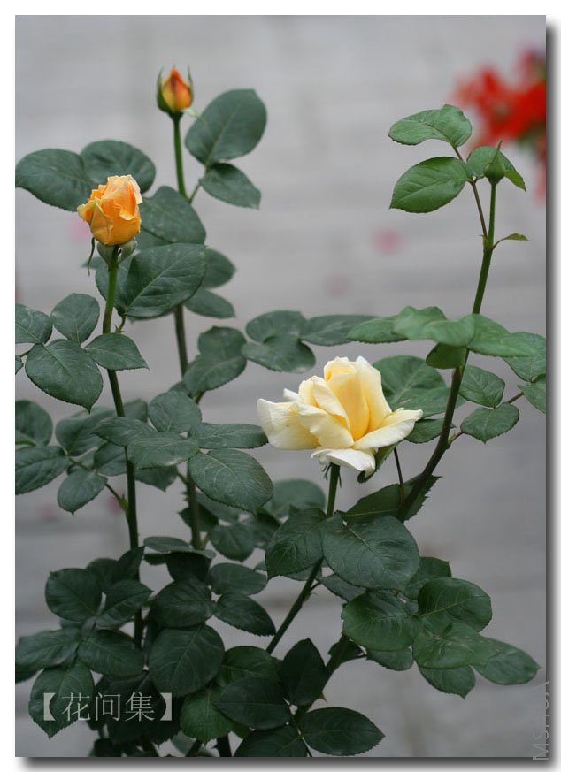 IMG_9676 ����.jpg