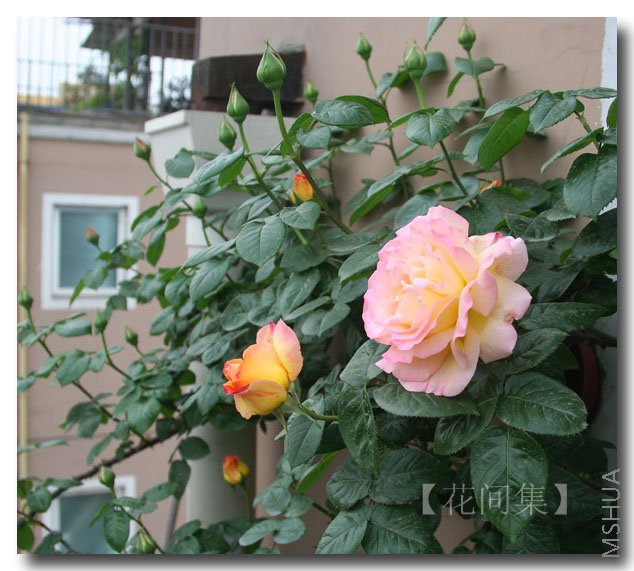 IMG_9570 ����.jpg