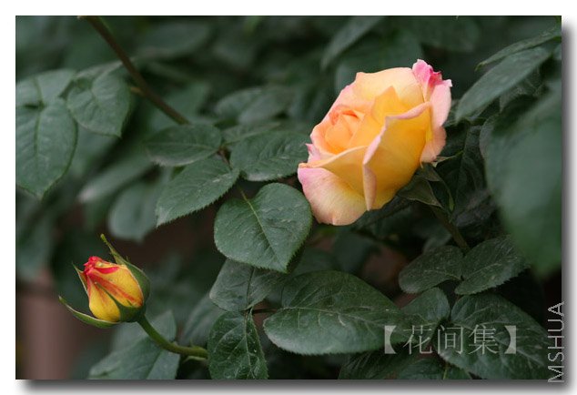 IMG_9452 ����.jpg