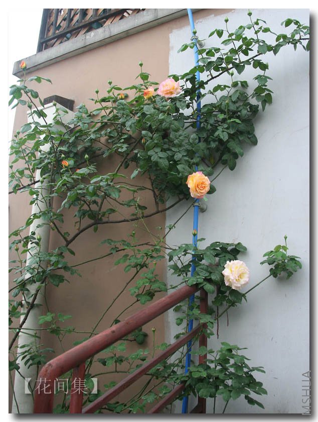 IMG_9572 ����.jpg