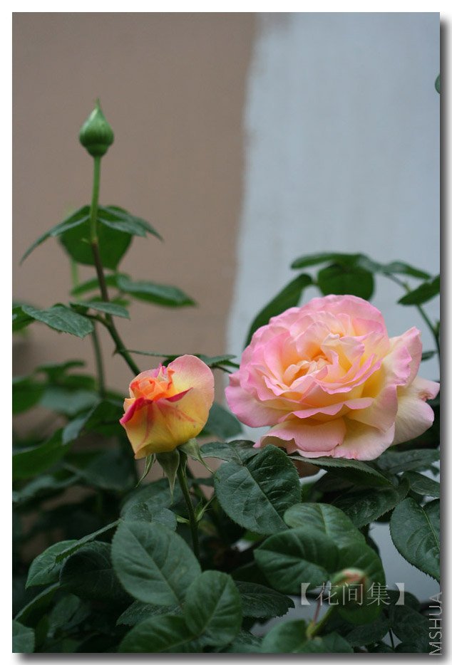 IMG_9610 ����.jpg