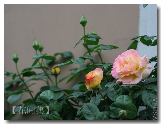 IMG_9604 ����.jpg