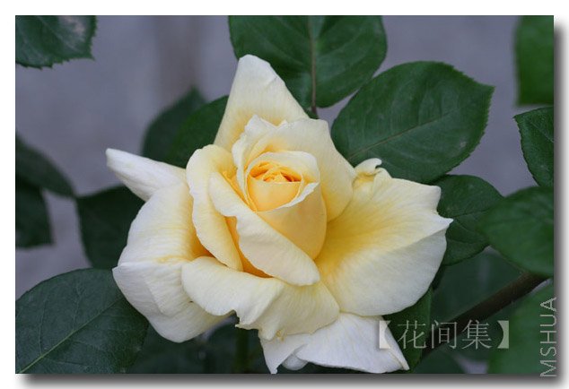 IMG_9687 ����.jpg