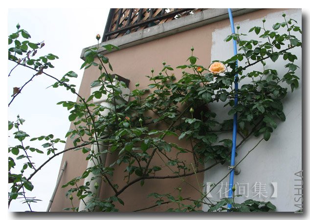 IMG_9504 ����.jpg