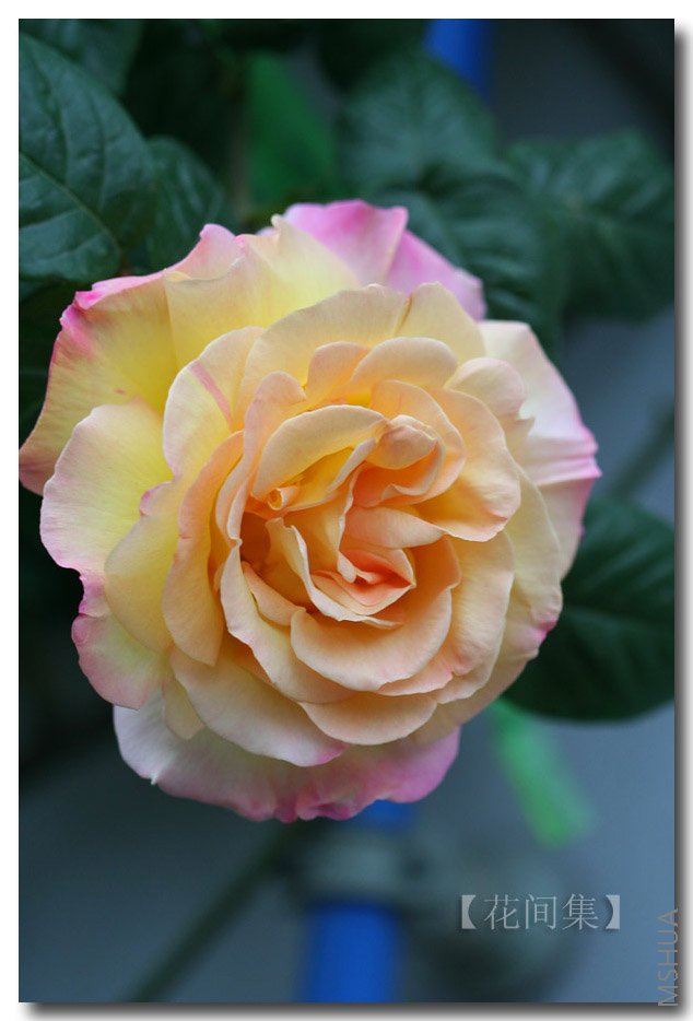 IMG_9615 ����.jpg