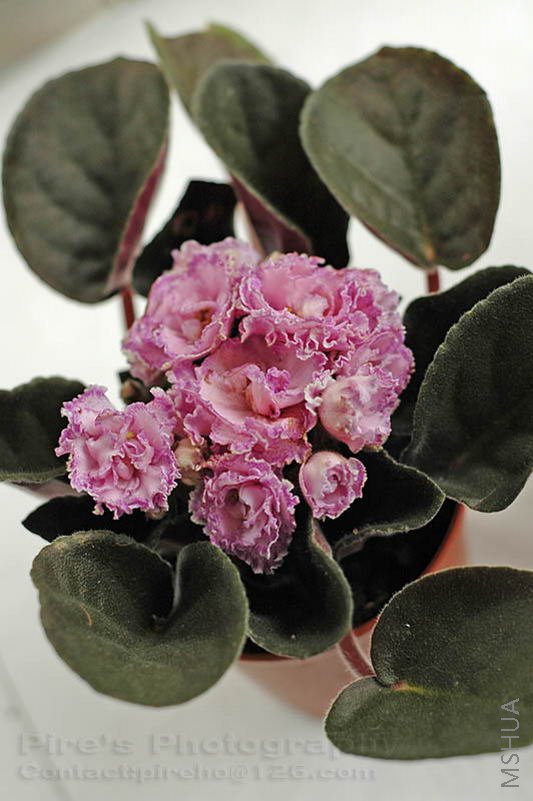 ������ͷ���