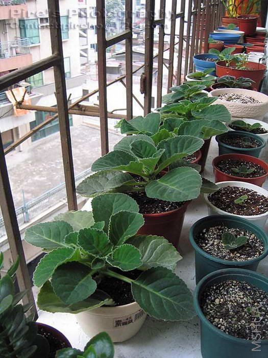 ����ͩ��