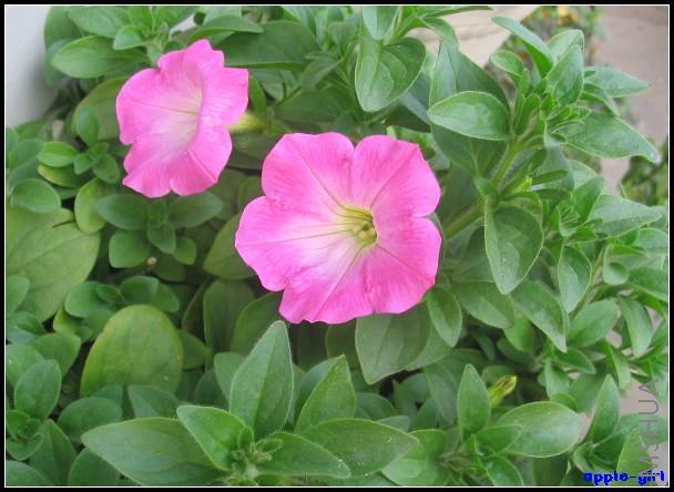 ��Ƭ20080417 027.jpg