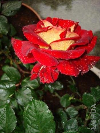 ÷��������