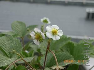 ������С 2008041609.JPG