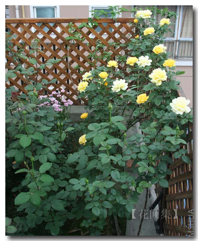 IMG_9588 ����.jpg