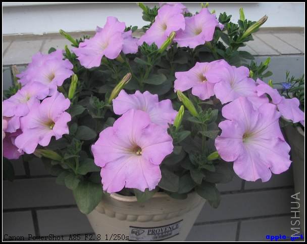 ��Ƭ20080417 026.jpg