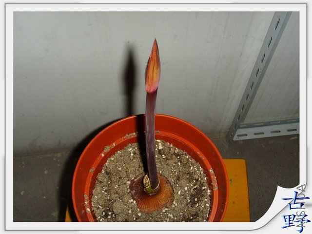 ���-003.jpg