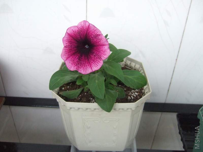 ���һո�ţ����о��޵ĸо����ճ�����Щǳ�ˣ�ʵ�ʻ�Ҫ��Щ