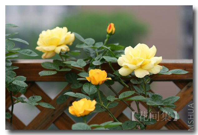 IMG_9453 ����.jpg