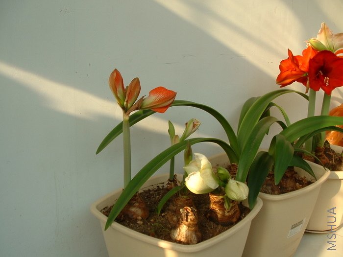 Ҳ�Ǻ�Ӱ����Ȼ�յ��е�ƫ�ˡ�