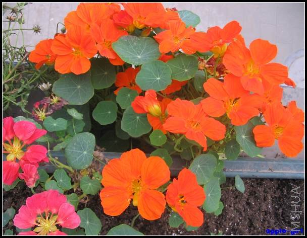 ��Ƭ20080417 018.jpg