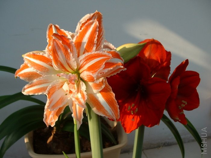 ��һ���Ƕȵĺ�Ӱ