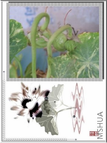 ��ƬС������20080417 001.jpg