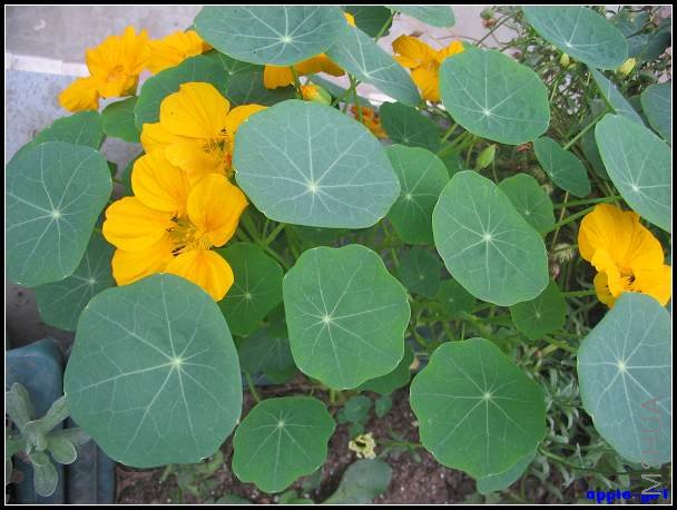 ��Ƭ20080417 017.jpg