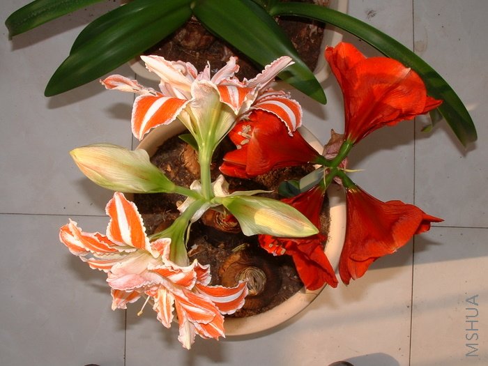 ����һ�ſ���