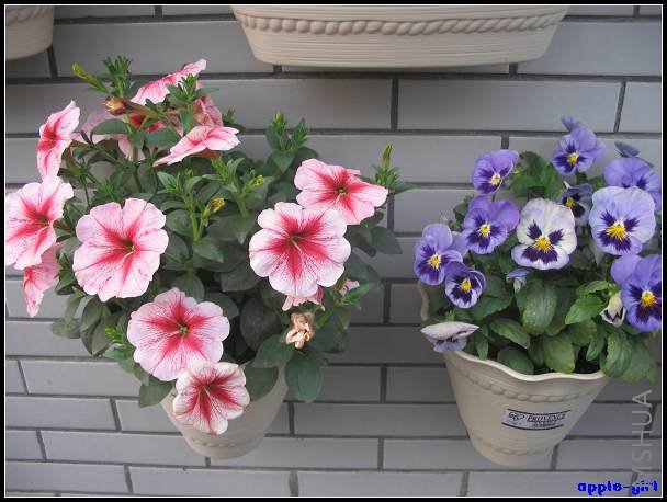 ��Ƭ20080417 029.jpg