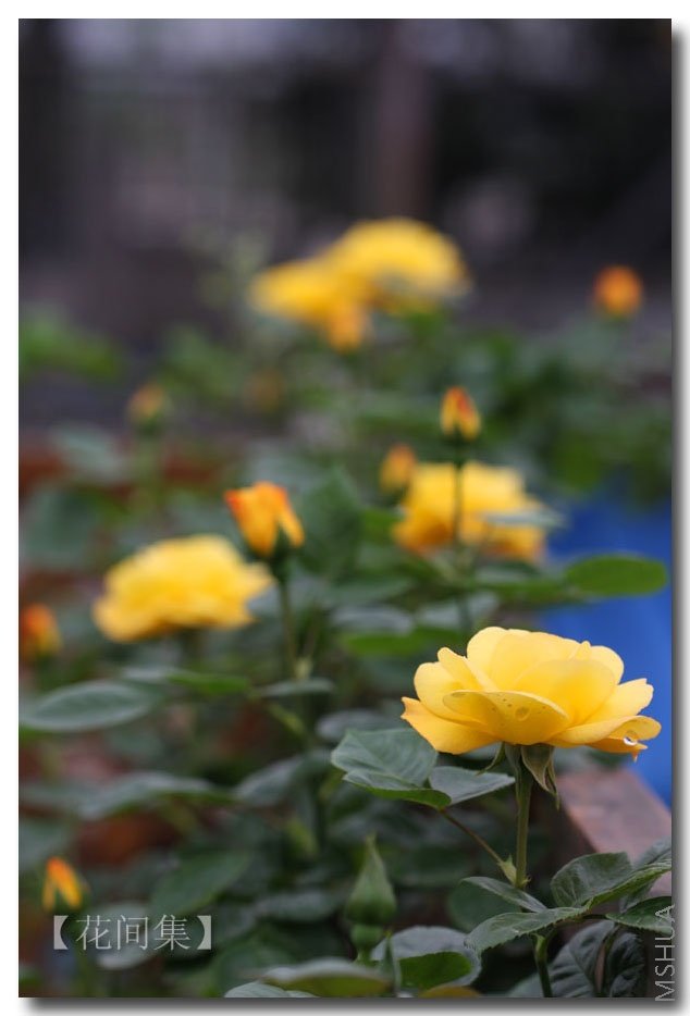 IMG_9502 ����.jpg