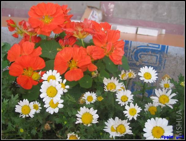 ��Ƭ20080417 019.jpg