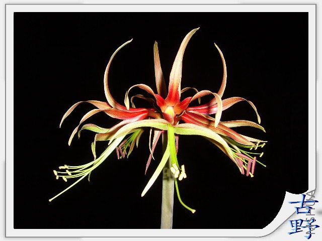 ���-014.JPG