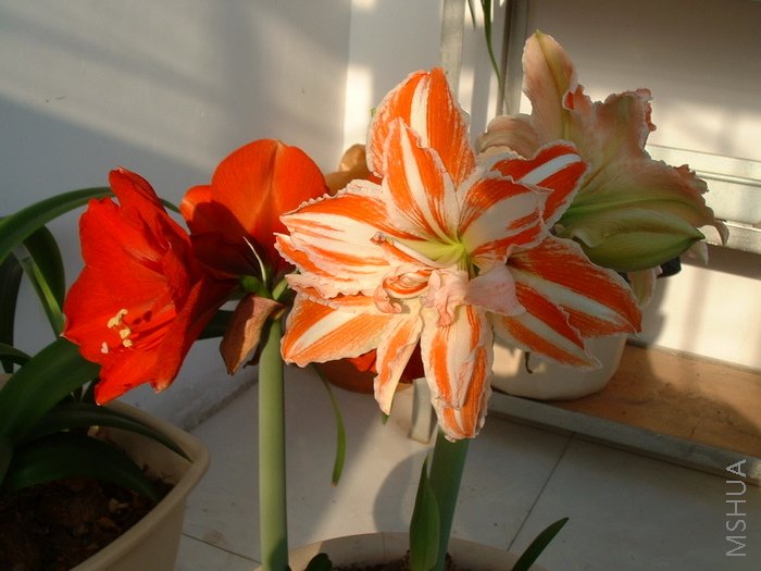 �ٻ����Ƕȣ�ɹɹ̫��