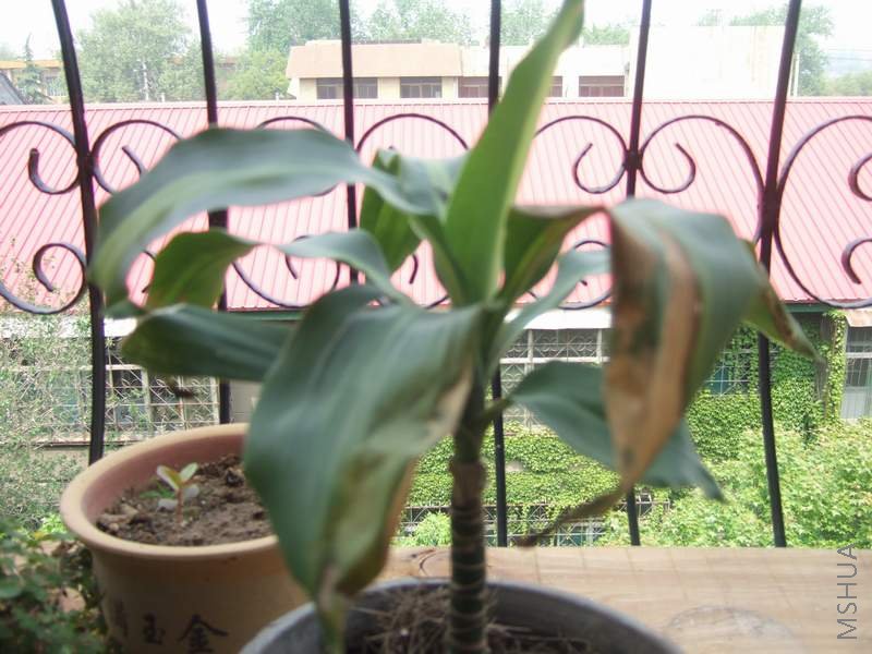 DSCF5539baxi.JPG