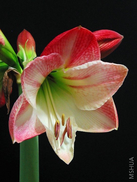 ��һ��ƻ��