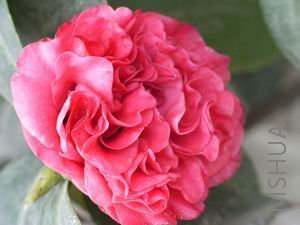 ������С 2008041715.jpg