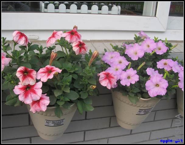 ��Ƭ20080417 039.jpg