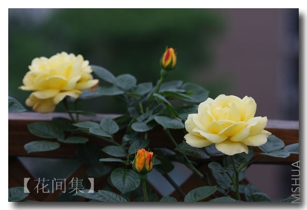 IMG_9944 ����.jpg