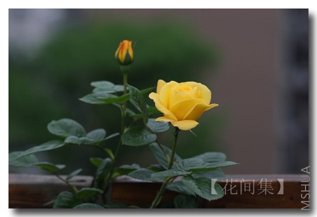 IMG_9943 ����.jpg