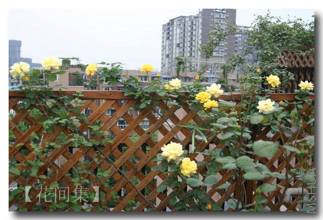 IMG_9556 ����.jpg