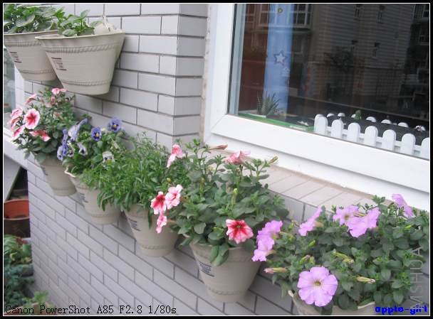 ��Ƭ20080417 016.jpg