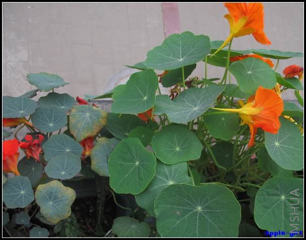 ��Ƭ20080417 020.jpg