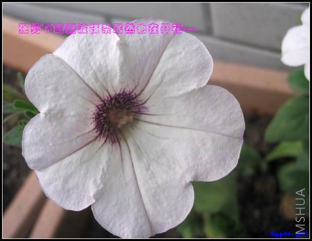 ��Ƭ20080417 034.jpg